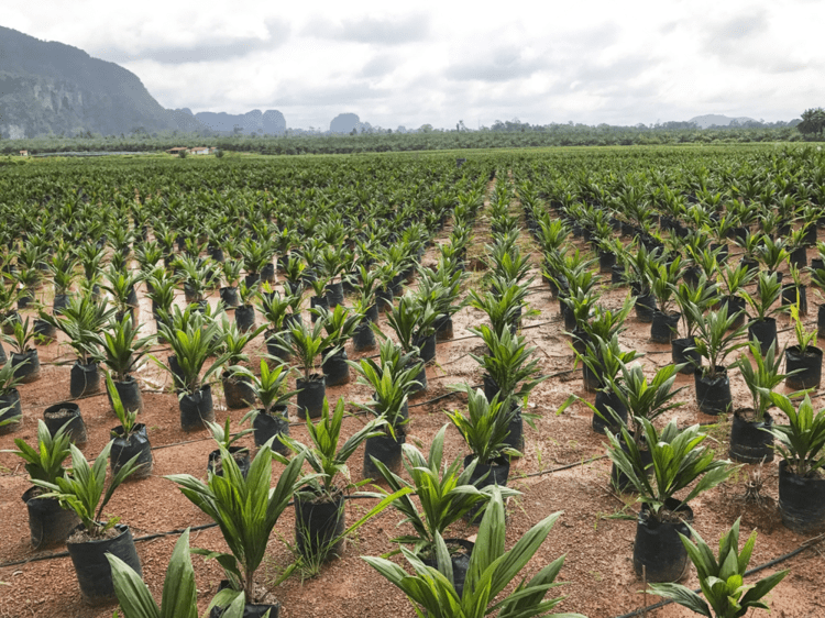 CULTIVATING SUSTAINABLE PARTNERSHIPS