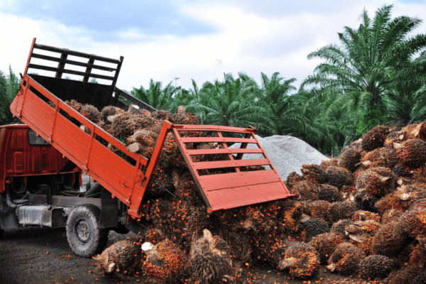 Kang Ke Palm Sdn Bhd