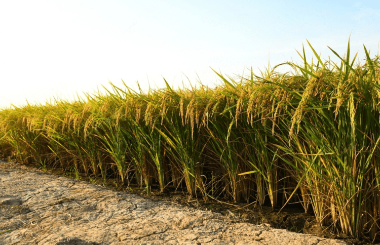 CULTIVATING SUSTAINABLE PARTNERSHIPS