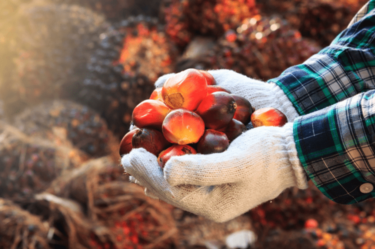 CULTIVATING SUSTAINABLE PARTNERSHIPS